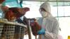 Madárinfluenza: kell-e tartanunk újabb pandémiától? 