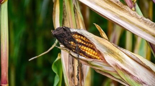Rovarinvázió Argentínában – mi lesz így a kukoricaterméssel?