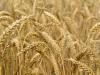 Kína gabonatermése 2033-ig eléri a 766 millió tonnát