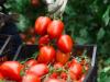Mi a titok? Bulgária zöldség- és gyümölcstermesztése növekszik