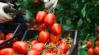 Mi a titok? Bulgária zöldség- és gyümölcstermesztése növekszik