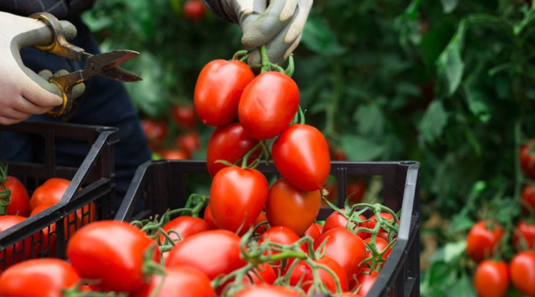 Bulgáriában több korszerű üvegház épült, és az ország zöldség-gyümölcs exportja növekvő tendenciát mutat