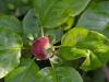 A melegedő időjárás felgyorsíthatja a fertőző betegségek terjedését a gyümölcsösben