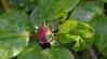 A melegedő időjárás felgyorsíthatja a fertőző betegségek terjedését a gyümölcsösben