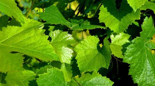 A szőlő peronoszpóra elleni védelme gyors felszívódású, rézmentes készítménnyel