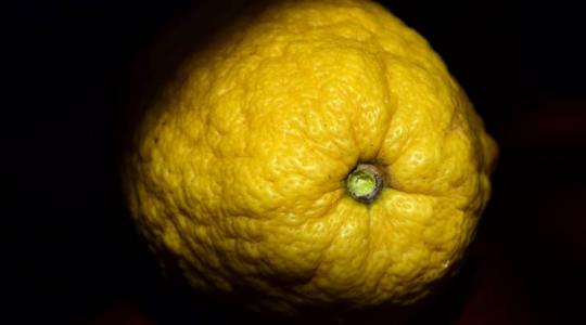 Cédrát, a legfinomabb citrusféle, aminek egyetlen termése több kilogramm is lehet