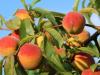 A török őszibarack és nektarin már olcsóbb az almánál