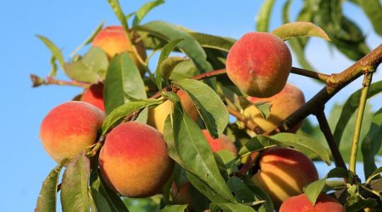 A török őszibarack és nektarin már olcsóbb az almánál