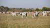 Komoly mérföldkő: negyven év után újra szürke szarvasmarhák legelnek a Mura árterében