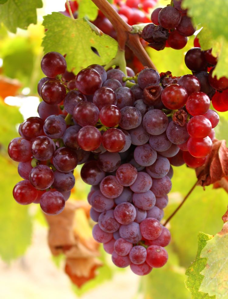 bakator szőlő