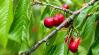 Növényvédelmi előrejelzés: Rajzik a cseresznyelégy, és tömegesen hámozgatnak a vetésfehérítő-lárvák