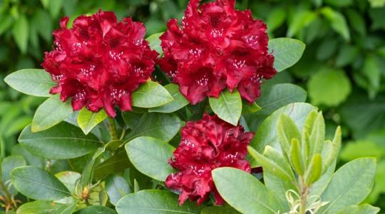 Ezt add meg a rododendronnak, és csodálatos látványban lesz részed!