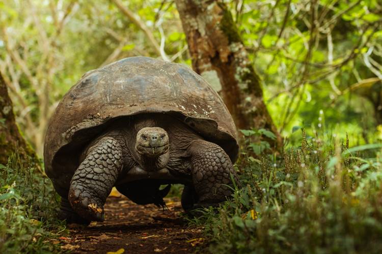 Galápagos óriásteknős