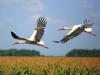 Így döntik el a gólyák, hogy kivel és milyen útvonalon teszik meg vándorútjukat
