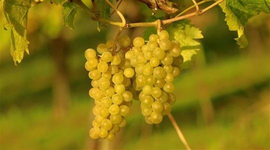 Egyszerűbbé válik a szőlőiskolát üzemeltetők ügyintézése