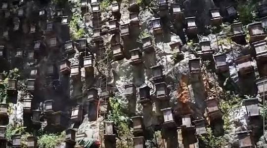 Több ezer méh él ezen a sziklafalon: nem könnyű itt a méhészek dolga +VIDEÓ