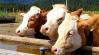 NAK: Újabb téves állítás terjed az európai közbeszédben az állattenyésztéssel kapcsolatban