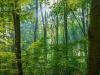 Miért kulcsfontosságú az erdők fenntartása?