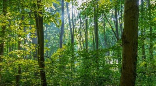 Miért kulcsfontosságú az erdők fenntartása?