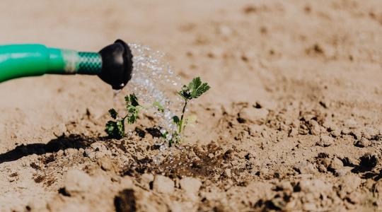Öntözővíz kisokos: mivel és hogyan segítsük a növények fejlődését?