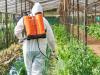 Miért gyártanak betiltott növényvédő szereket az EU-ban?