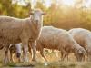 Legelőgazdálkodástól az állategészségügyig – a Szarvasmarha és juh Agroinform Webinárium összefoglalója