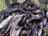 Jó hír a horgászoknak: 6000 szürkeharcsát telepítettek a Dunába