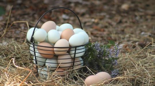 Meghökkentő tévhitek a tojásról és a baromfihúsról