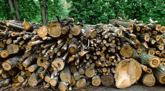 1,5 milliót érő fát lopott el, azonban csúnyán lebukott az erdész