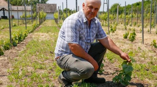 Vajon lehet-e jövőjük az ősi magyar szőlőfajtáknak?