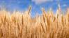 Határozott lépésre szánta el magát az EU a gabonapiacon