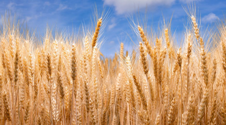 Az EU magasabb vámtarifákat állapított meg az orosz és fehérorosz gabonatermékekre