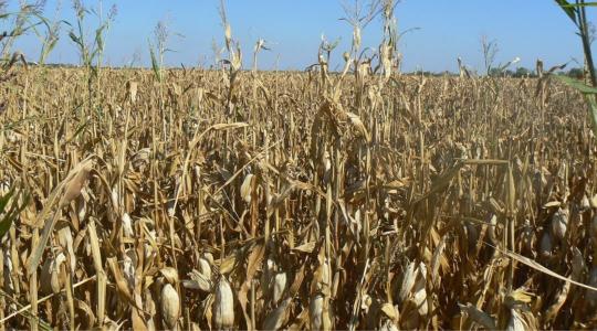 Mi kell a toxinmentes kukoricához?