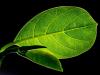Szintetikus leveleket fejlesztettek, amik képesek energiát termelni
