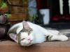 Madárinfluenza miatt pusztult el egy macska Jász-Nagykun-Szolnok vármegyében
