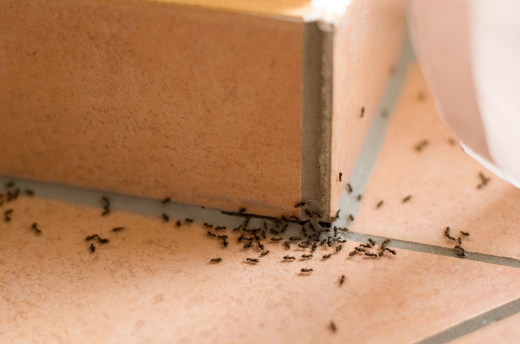 A hangyák nemcsak a morzsákat szedik össze, hanem kárt is okozhatnak