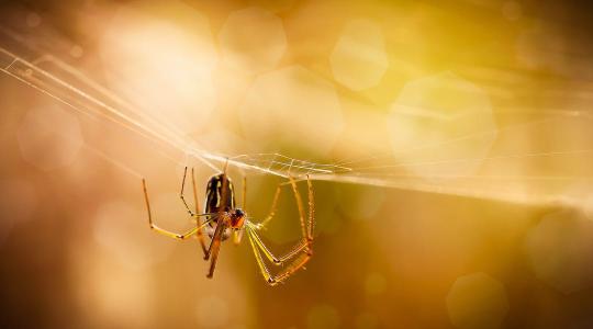 Te tudod, hogy melyek a leggyakrabban előforduló pókok a kertekben?