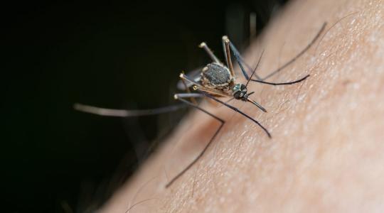 Többé már nem titok: kiderült, hogy mi vonzza a szúnyogokat