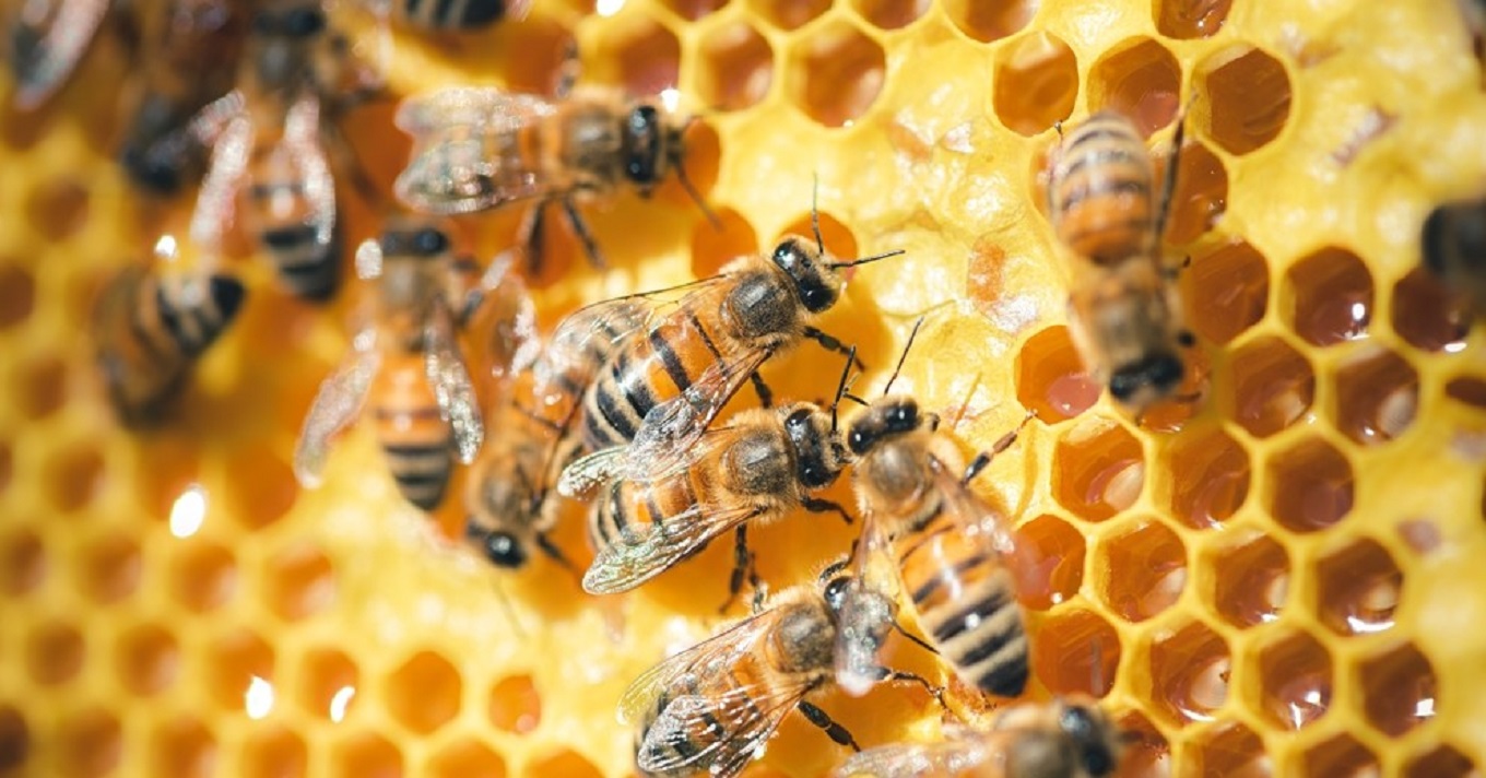 darázs méh