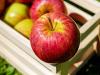 Végre piacra került a limonádé alma: két népszerű fajta keresztezésével hozták létre az új gyümölcsöt