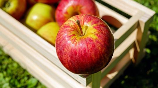 Végre piacra került a limonádé alma: két népszerű fajta keresztezésével hozták létre az új gyümölcsöt