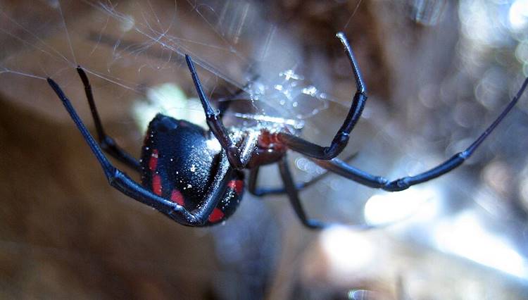 fekete özvegy mérges pók
