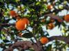 Brazília alacsony narancstermése megemeli a világpiaci árakat
