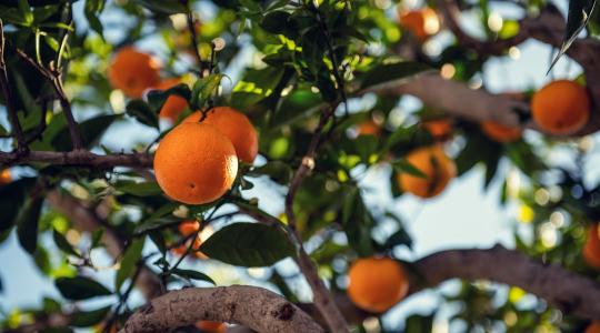 Brazília alacsony narancstermése megemeli a világpiaci árakat