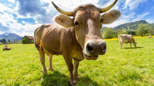 Amikor szelfizel, gondolj a tehenekre – megvan az év hülyesége