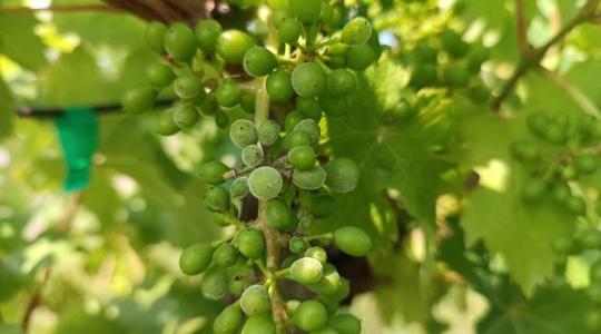 Növényvédelmi előrejelzés: A szőlőben egyszerre három betegség támad!