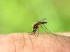 Mi is nagyon sokat tehetünk a szúnyogok gyérítése érdekében