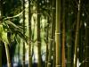 Minden, amit a bambuszról tudni érdemes