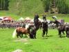 Tirolban ezreket vonz, mikor a Noriker mének egymásnak esnek +VIDEÓ