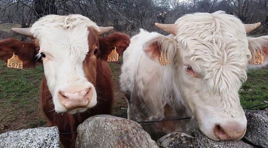 Optimista kilátások: nő a beruházási kedv, megerősödik az állattenyésztés 